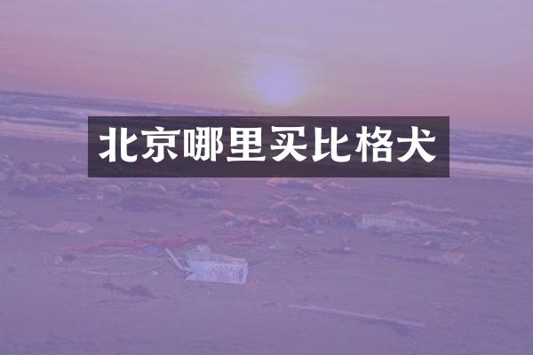 北京哪里买比格犬