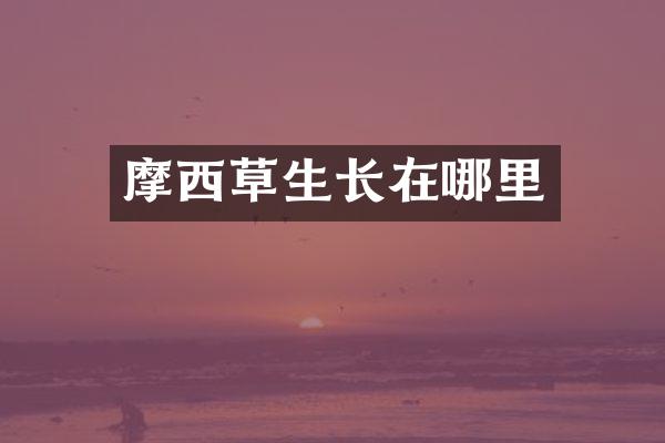 摩西草生长在哪里