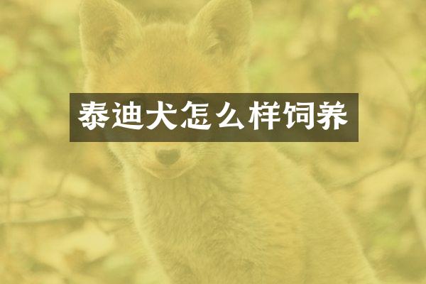 泰迪犬怎么样饲养