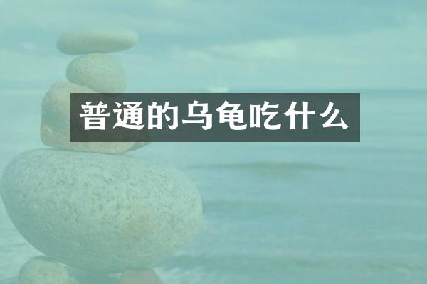 普通的乌龟吃什么