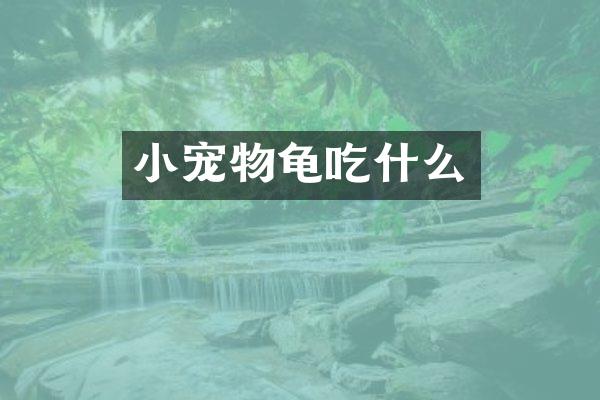 小宠物龟吃什么