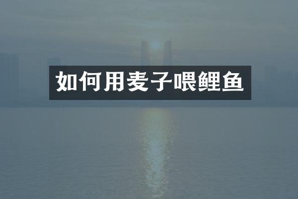如何用麦子喂鲤鱼