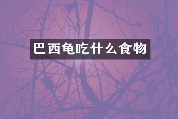 巴西龟吃什么食物