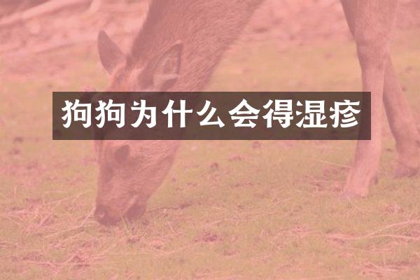 狗狗为什么会得湿疹