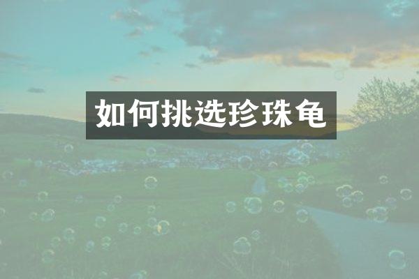 如何挑选珍珠龟