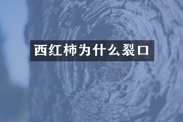 西红柿为什么裂口