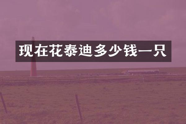 现在花泰迪多少钱一只