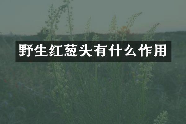 野生红葱头有什么作用
