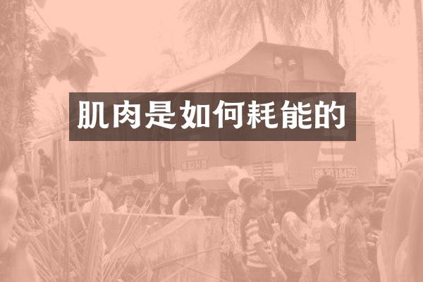 肌肉是如何耗能的