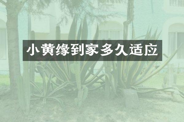 小黄缘到家多久适应