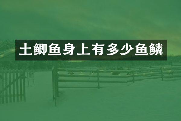 土鲫鱼身上有多少鱼鳞