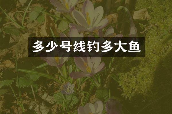 多少号线钓多大鱼