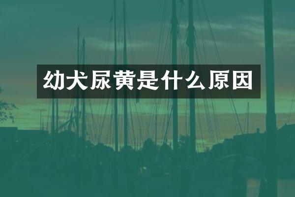 幼犬尿黄是什么原因