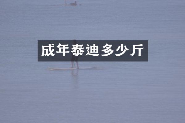 成年泰迪多少斤