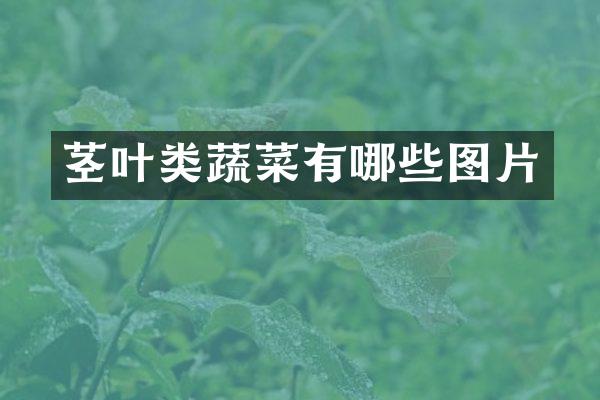 茎叶类蔬菜有哪些图片