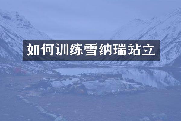 如何训练雪纳瑞站立