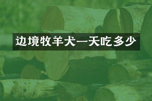 边境牧羊犬一天吃多少