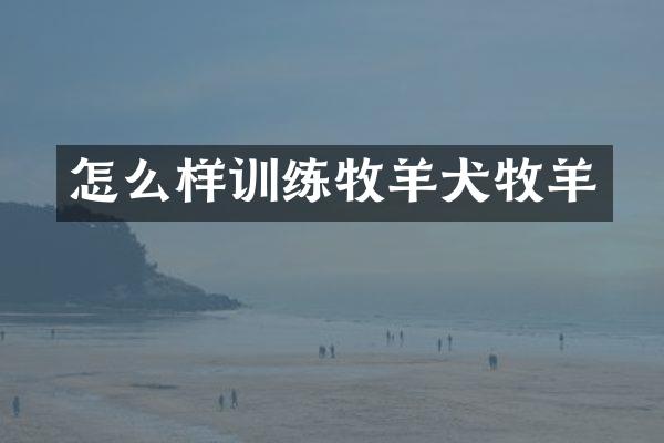 怎么样训练牧羊犬牧羊