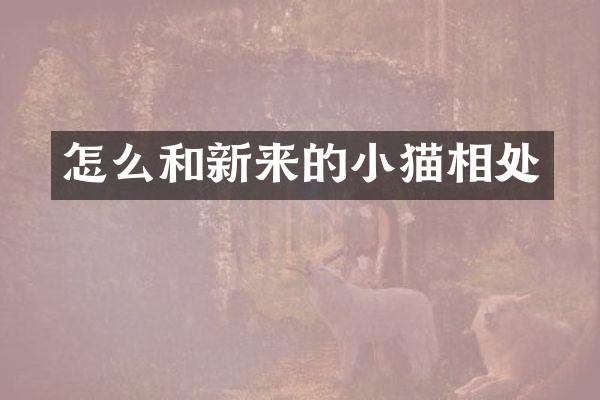 怎么和新来的小猫相处