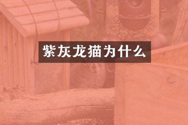 紫灰龙猫为什么