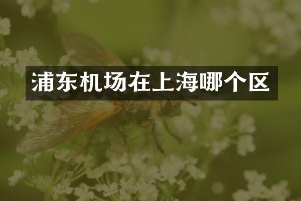 浦东机场在上海哪个区