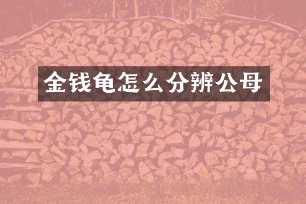 金钱龟怎么分辨公母