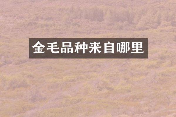 金毛品种来自哪里