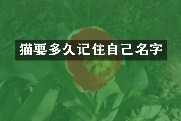 猫要多久记住自己名字