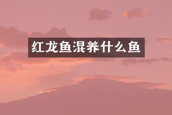 红龙鱼混养什么鱼