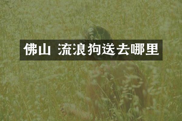 佛山 流浪狗送去哪里