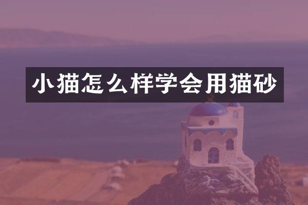 小猫怎么样学会用猫砂