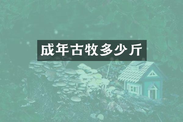 成年古牧多少斤