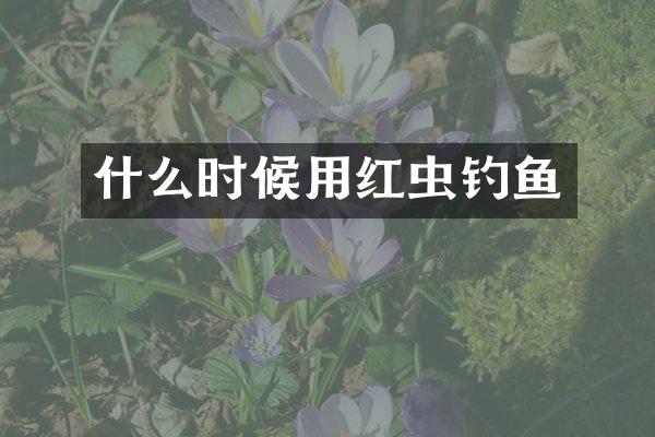 什么时候用红虫钓鱼