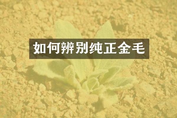 如何辨别纯正金毛