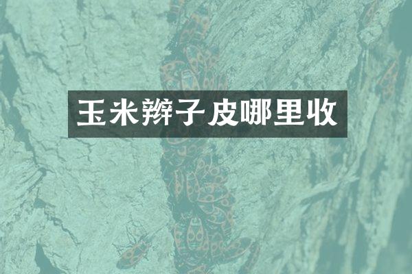 玉米辫子皮哪里收