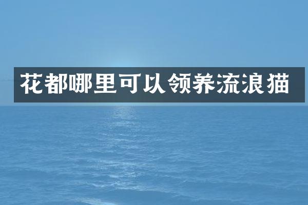 花都哪里可以领养流浪猫