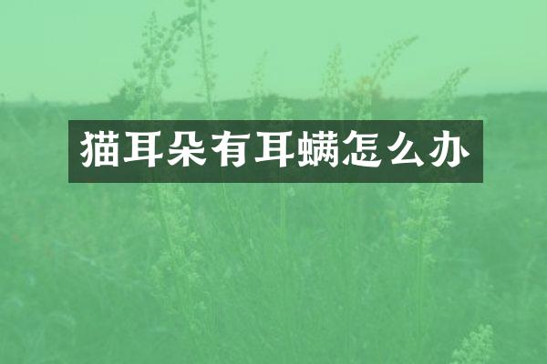 猫耳朵有耳螨怎么办