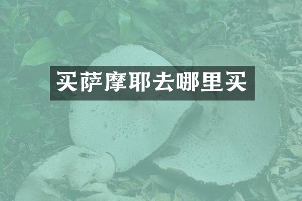 买萨摩耶去哪里买