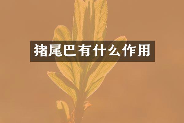 猪尾巴有什么作用