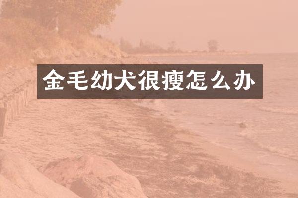 金毛幼犬很瘦怎么办