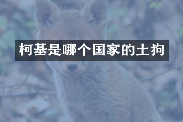 柯基是哪个国家的土狗