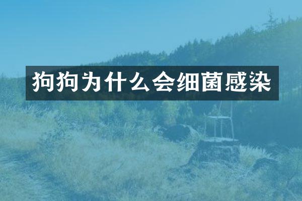 狗狗为什么会细菌感染