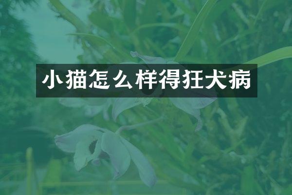 小猫怎么样得狂犬病