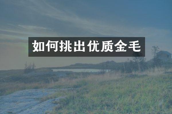 如何挑出优质金毛