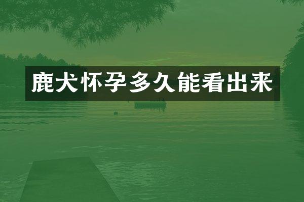 鹿犬怀孕多久能看出来