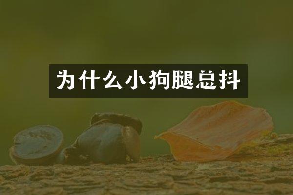 为什么小狗腿总抖