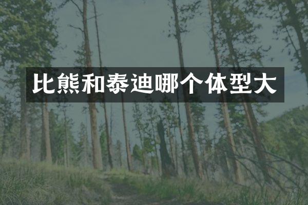 比熊和泰迪哪个体型大