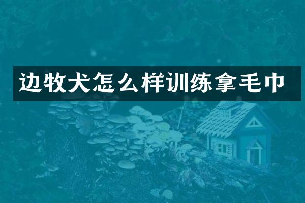 边牧犬怎么样训练拿毛巾