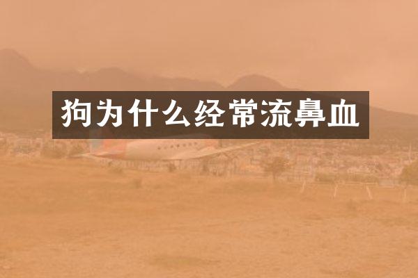 狗为什么经常流鼻血