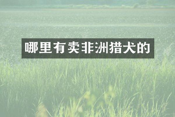 哪里有卖非洲猎犬的